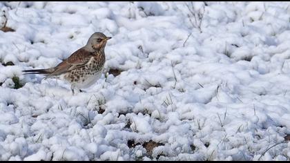 Fieldfare