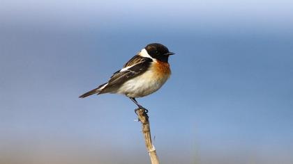 Siberian Stonechat