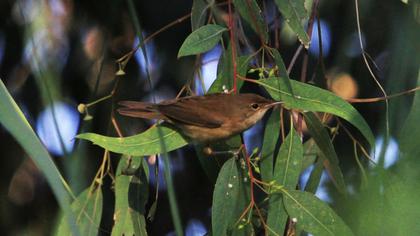 Eurasian Reed Warbler