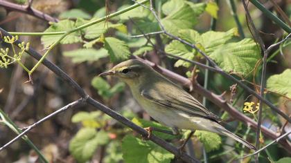 Willow Warbler