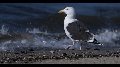 Great Black-backed Gull