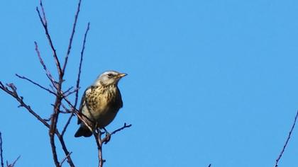 Fieldfare