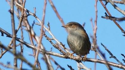 Dunnock