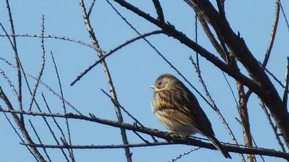Common Reed Bunting
