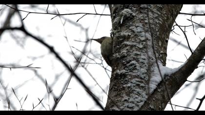 Grey-headed Woodpecker