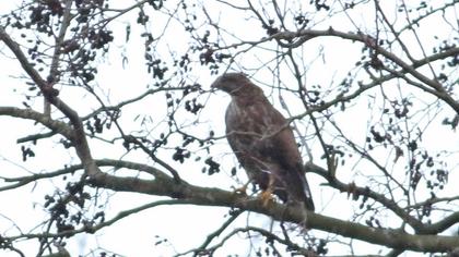 Common Buzzard
