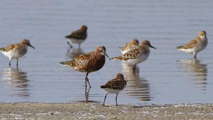 Curlew Sandpiper
