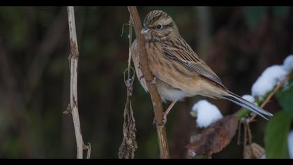 Rock Bunting