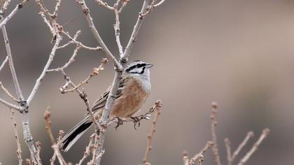 Rock Bunting