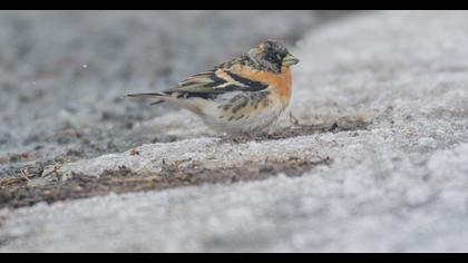 Brambling