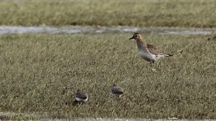 European Golden Plover