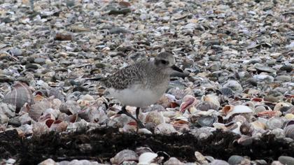 Grey Plover