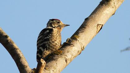 Lesser Spotted Woodpecker