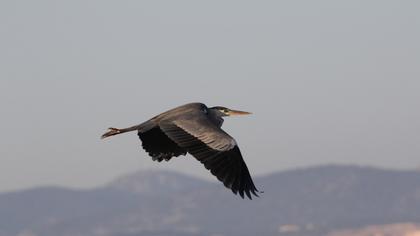Grey Heron
