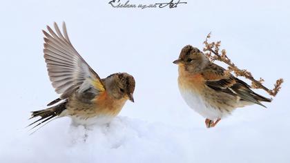 Brambling