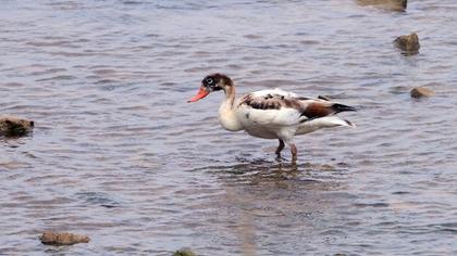 Common Shelduck