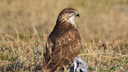 Common Buzzard