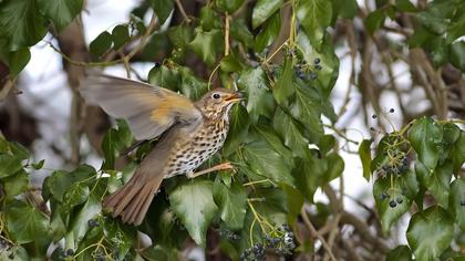 Song Thrush