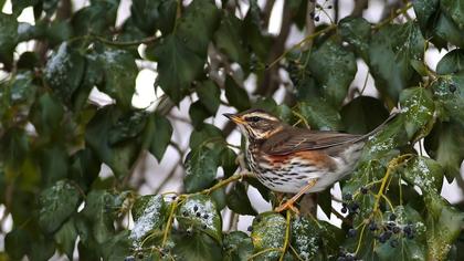 Redwing
