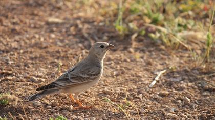 Pale Rockfinch
