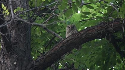 Pallid Scops Owl