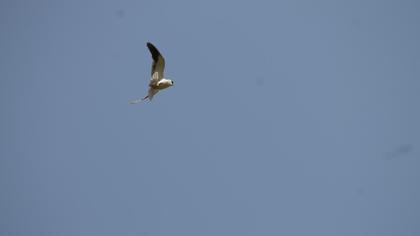 Black-winged Kite