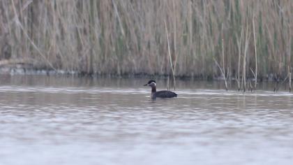 Red-necked Grebe