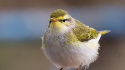 Wood Warbler