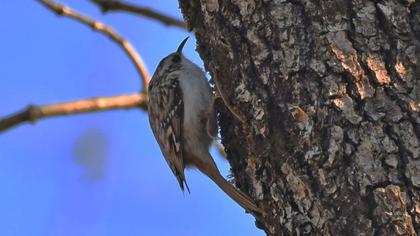 Eurasian Treecreeper
