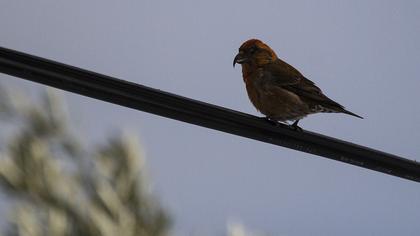 Red Crossbill
