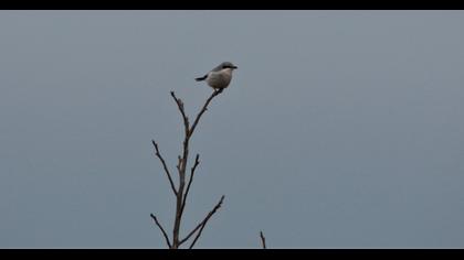 Great Grey Shrike