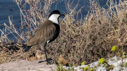Spur-winged Lapwing