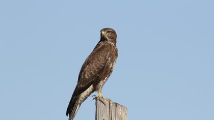Common Buzzard