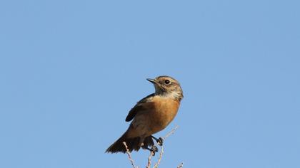 European Stonechat