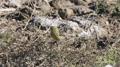 European Serin