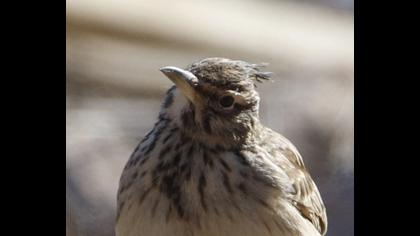 Crested Lark