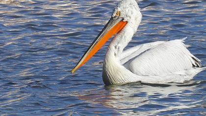 Dalmatian Pelican