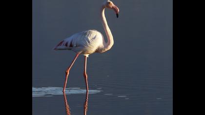 Greater Flamingo