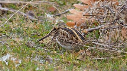 Jack Snipe
