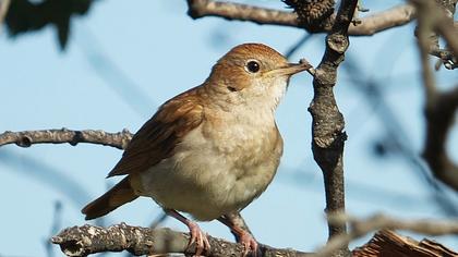 Common Nightingale