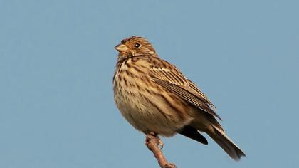 Corn Bunting