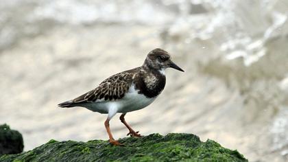 Ruddy Turnstone