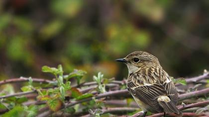European Stonechat