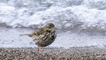 Meadow Pipit