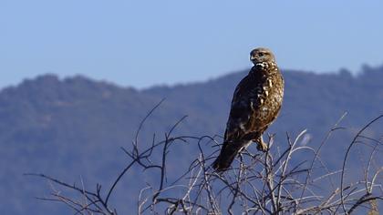 Common Buzzard