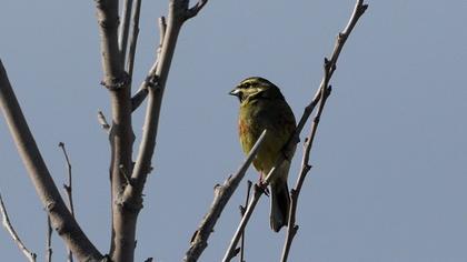 Cirl Bunting