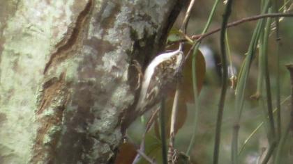 Eurasian Treecreeper