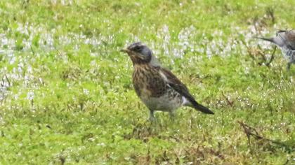 Fieldfare