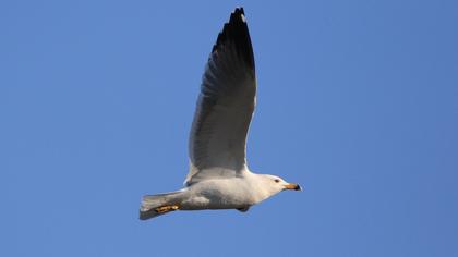 Van gölü martısı