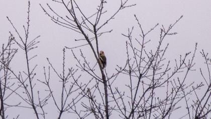 Hawfinch